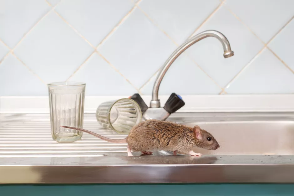 Tipps und Ratschläge zur Vorbeugung von Ratten