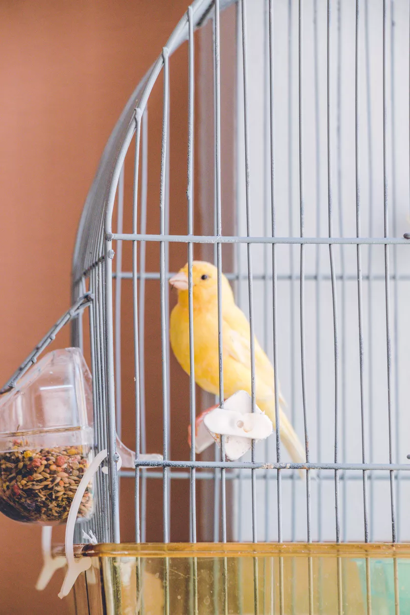 Was geschieht mit Haustieren und Pflanzen nach dem Tod des Mieters?