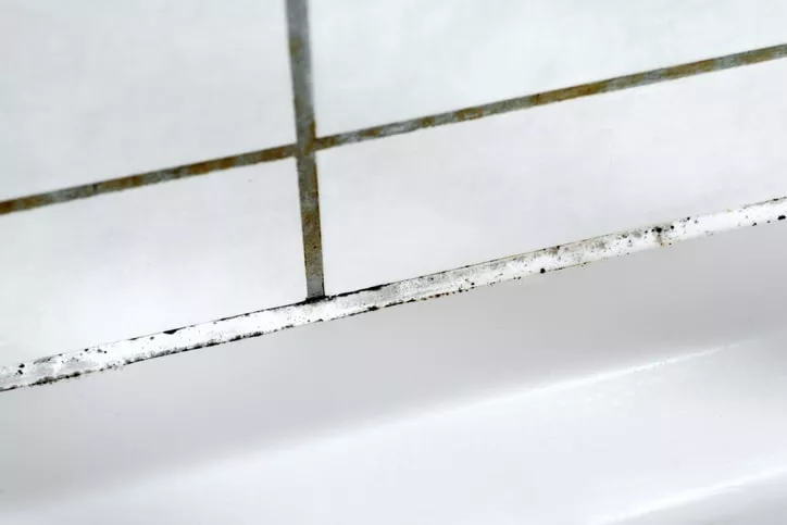 Wie entsteht Schimmel