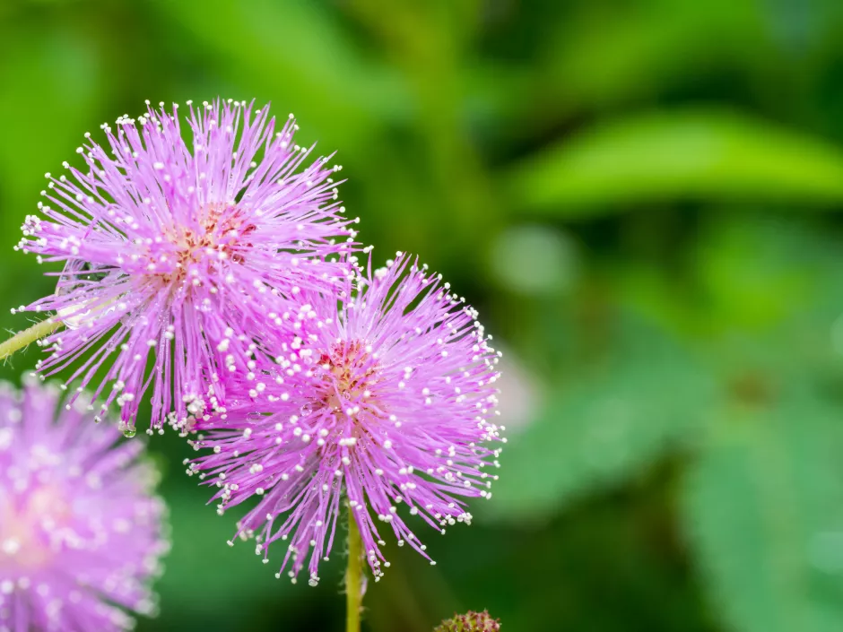 Informationen Zum Thema Mimosen informationen-zum-thema-mimosen