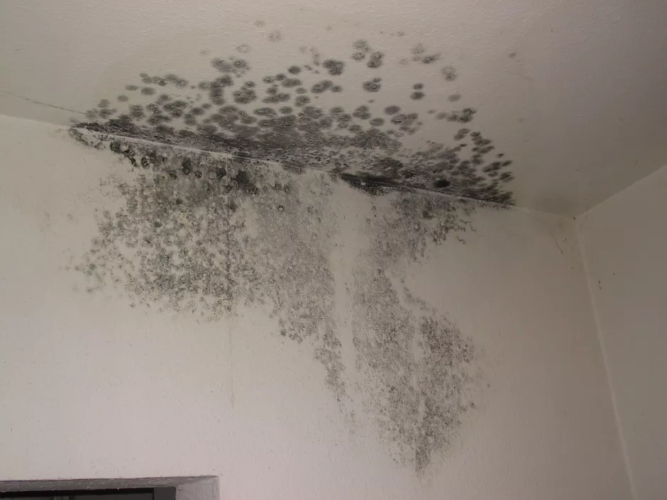 Informationen zu Schimmel in der Wohnung