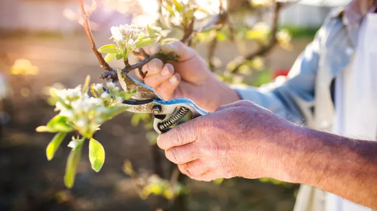 Ratgeber Garten (1/3): Der richtige Baum- und Strauchschnitt