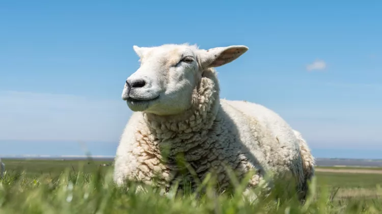 Schurwollteppiche – die bodenständigen Naturhelden