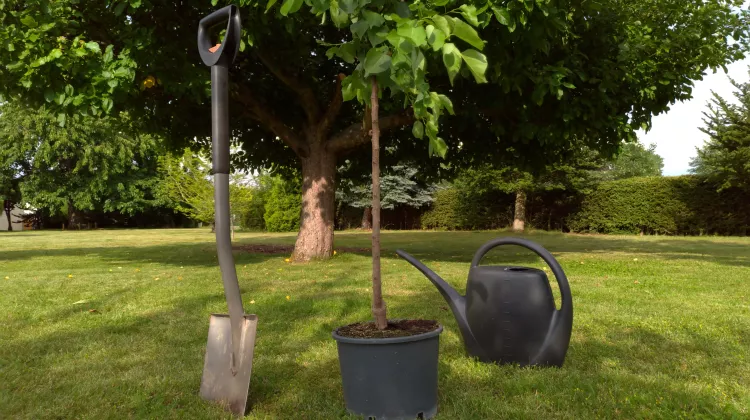 Kleine Bäume im Garten – welche eignen sich?