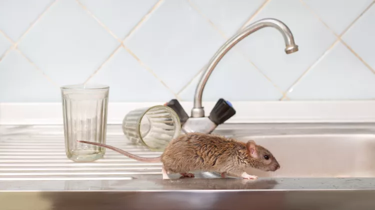 Maus im Haus – was tun?