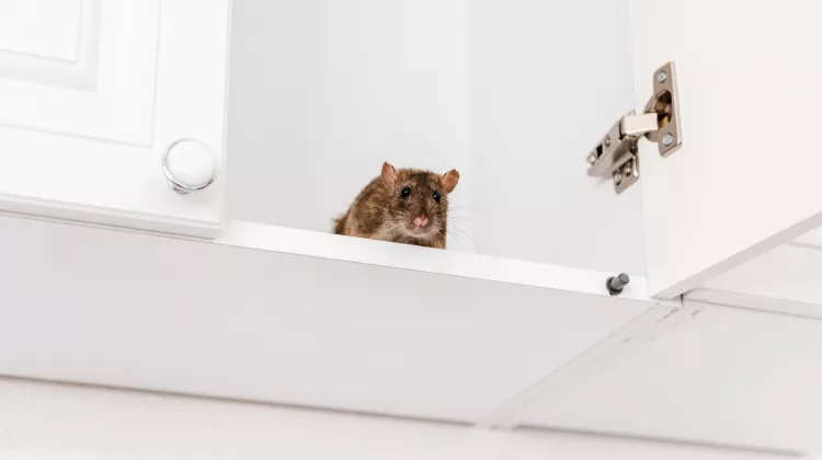 Ratten im Haus: Tipps zur Vorbeugung und Bekämpfung von Ratten