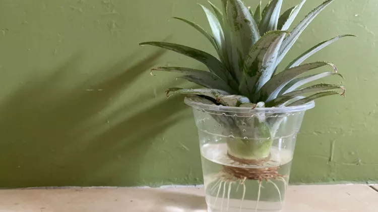 Ananas pflanzen – 3 Methoden wie es jedem gelingt!