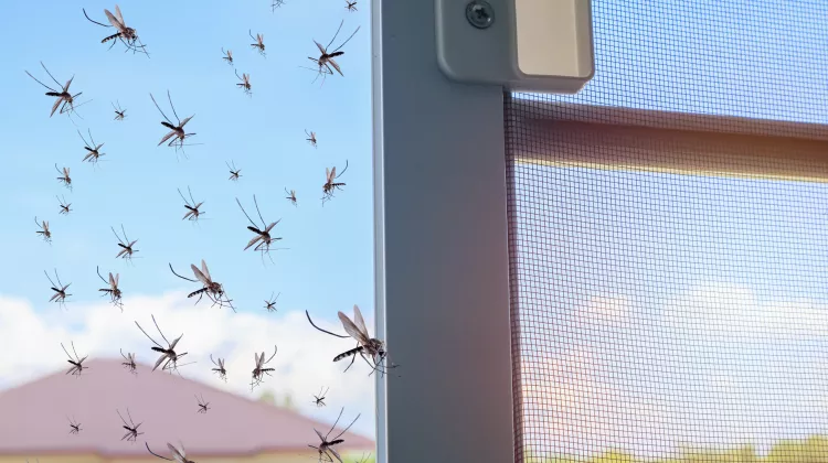 Fliegengitter für Türen und Fenster: Was ist möglich?