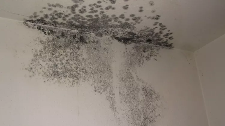 Wie entsteht Schimmel in der Wohnung?