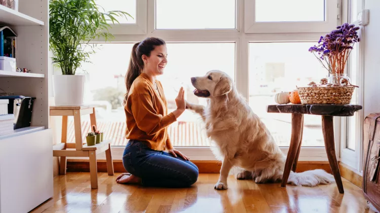 Wohnung mieten mit Hund: So vermeiden Sie Stress mit dem Vermieter