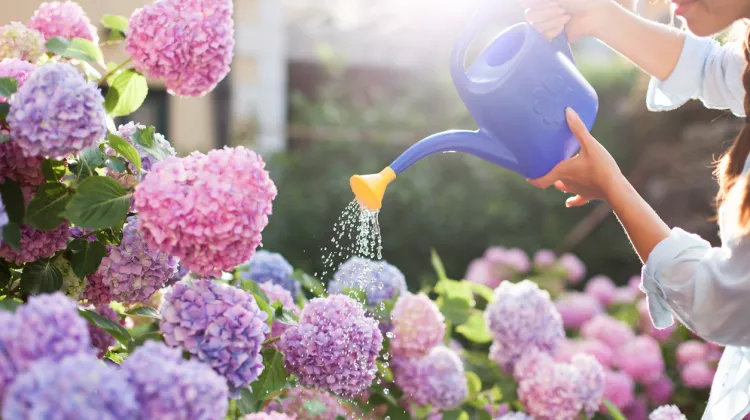 Lila Blumen: Mystische Blütenpracht in Ihrem Garten