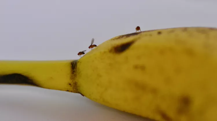 Fruchtfliegen loswerden: Welche Hausmittel helfen?