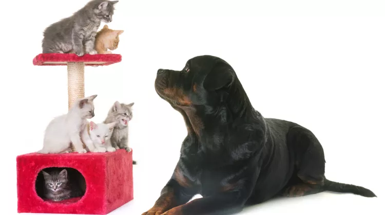 Kratzbaum und Hundespielzeug: Überraschen Sie Ihre Vierbeiner mit Selbstgebautem 