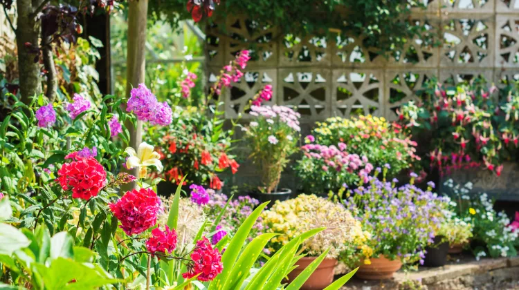 Sommerblumen: Bunte Schönheiten für Garten und Balkon – bis in den Herbst hinein 