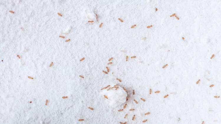 Staubläuse bekämpfen: Wie werde ich das Ungeziefer wieder los?