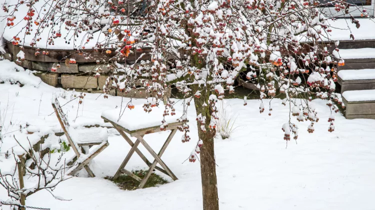 Garten winterfest machen: So kommen Ihre Pflanzen gut durch die kalte Jahreszeit
