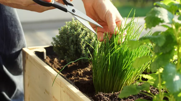 So finden Sie ein passendes Hochbeet für Ihren Garten