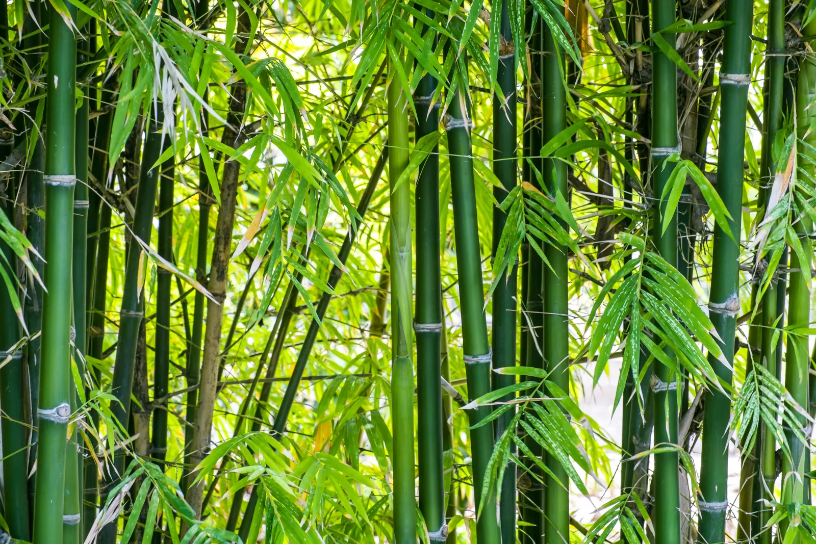 Informationen zum Thema Bambus als Baustoff