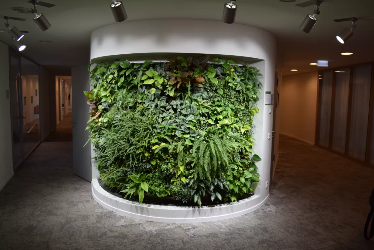 Innenraumbegrünung der DGNB in Stuttgart