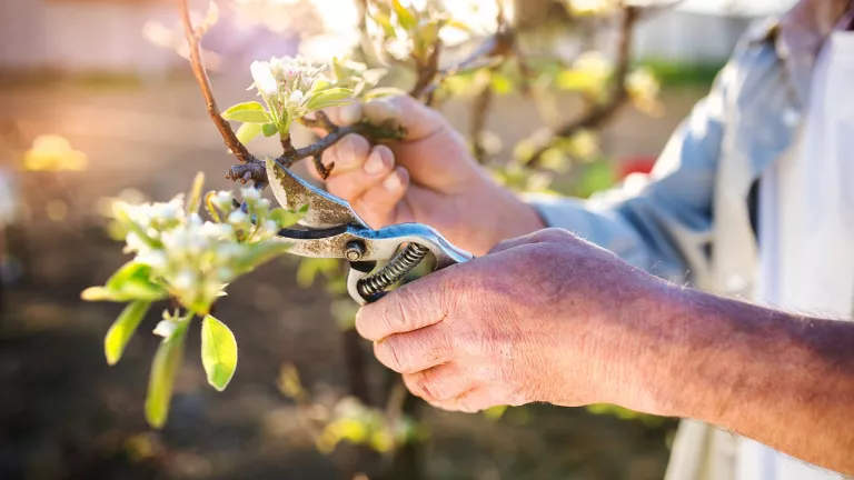 Ratgeber Garten (1/3): Der richtige Baum- und Strauchschnitt