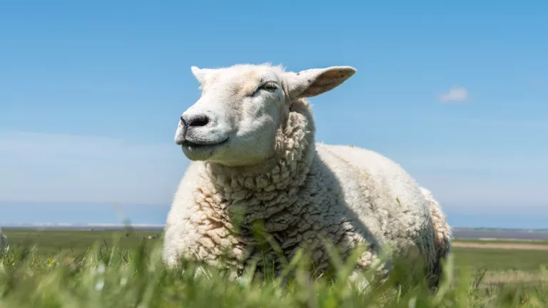 Schurwollteppiche – die bodenständigen Naturhelden