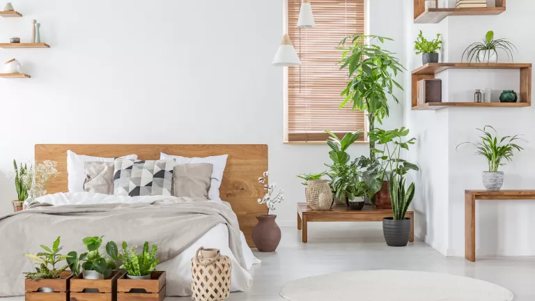Pflanzen im Schlafzimmer: Welche eignen sich besonders gut?