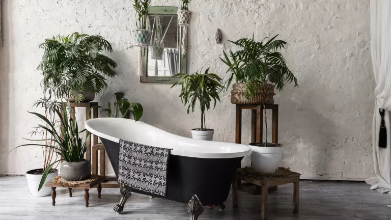 Pflanzen fürs Bad – welche sind besonders gut geeignet?