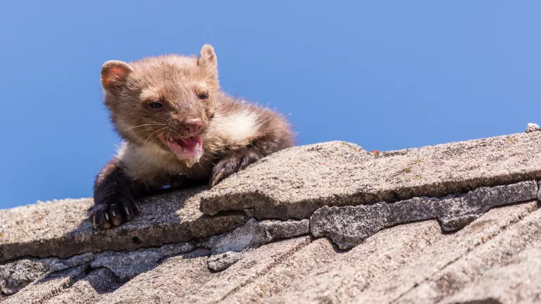 Marder im Dach – was tun?