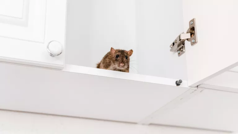 Ratten im Haus: Tipps zur Vorbeugung und Bekämpfung von Ratten