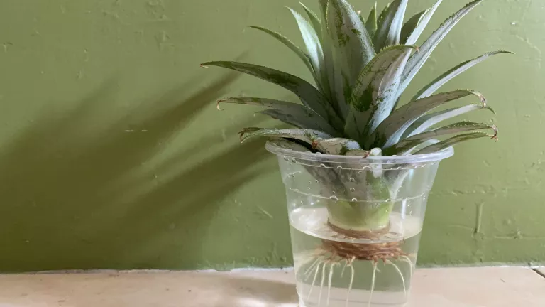 Ananas pflanzen – 3 Methoden wie es jedem gelingt!