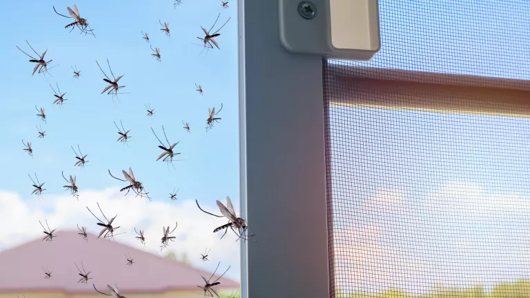 Fliegengitter für Türen und Fenster: Was ist möglich?