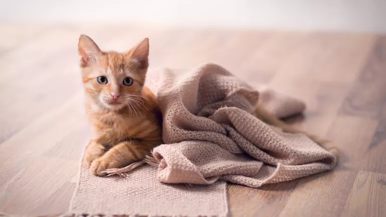 Katze in der Wohnung: Wie gestalte ich mein Zuhause katzengerecht?