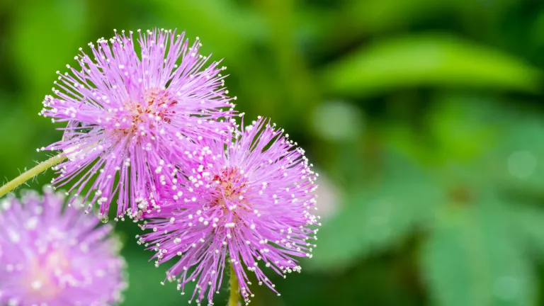 Mimosen – alles was man über sie wissen muss