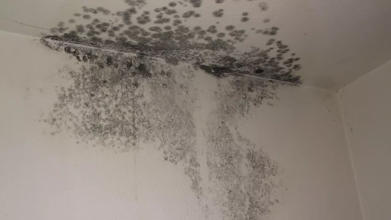 Wie entsteht Schimmel in der Wohnung?