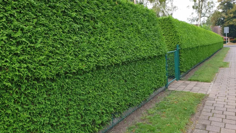 Sichtschutz im Garten: Diese Hecken setzen neugierigen Blicken ein Ende