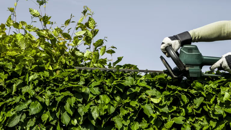 Kein Sonnenlicht: Wie hoch darf mein Nachbar seine Hecke wachsen lassen?