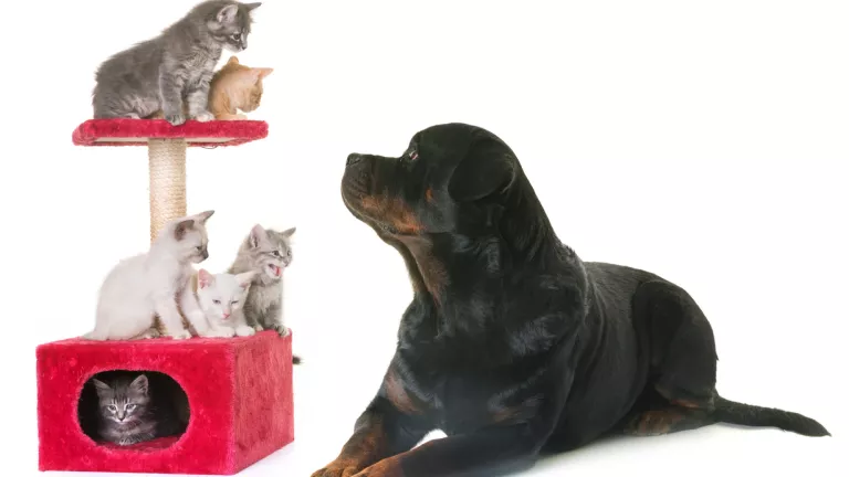 Kratzbaum und Hundespielzeug: Überraschen Sie Ihre Vierbeiner mit Selbstgebautem 