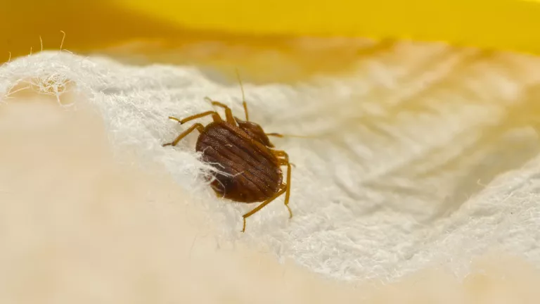 Bettwanzen bekämpfen: Was hilft?