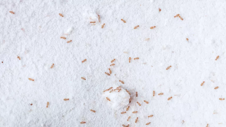 Staubläuse bekämpfen: Wie werde ich das Ungeziefer wieder los?