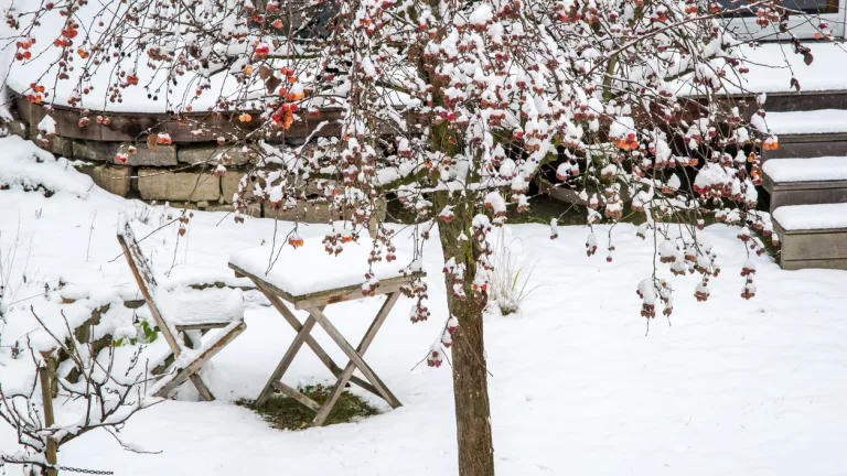 Garten winterfest machen: So kommen Ihre Pflanzen gut durch die kalte Jahreszeit